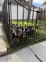 pink, a female Bernese Mountain Dog for sale in Salt Lake City, UT – Photo 6 of 6