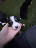 pink, a female Bernese Mountain Dog for sale in Salt Lake City, UT – Photo 2 of 6