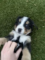 pink, a female Bernese Mountain Dog for sale in Salt Lake City, UT – Photo 5 of 6