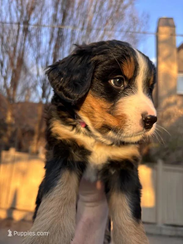 pink – Bernese Mountain Dog puppy for sale in Salt Lake City, UT