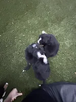 pink, a female Bernese Mountain Dog for sale in Salt Lake City, UT – Photo 3 of 6