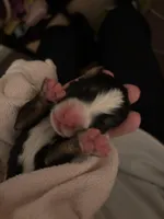 pink, a female Bernese Mountain Dog for sale in Salt Lake City, UT – Photo 4 of 6