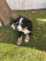 red, a female Bernese Mountain Dog for sale in Salt Lake City, UT – Photo 2 of 2