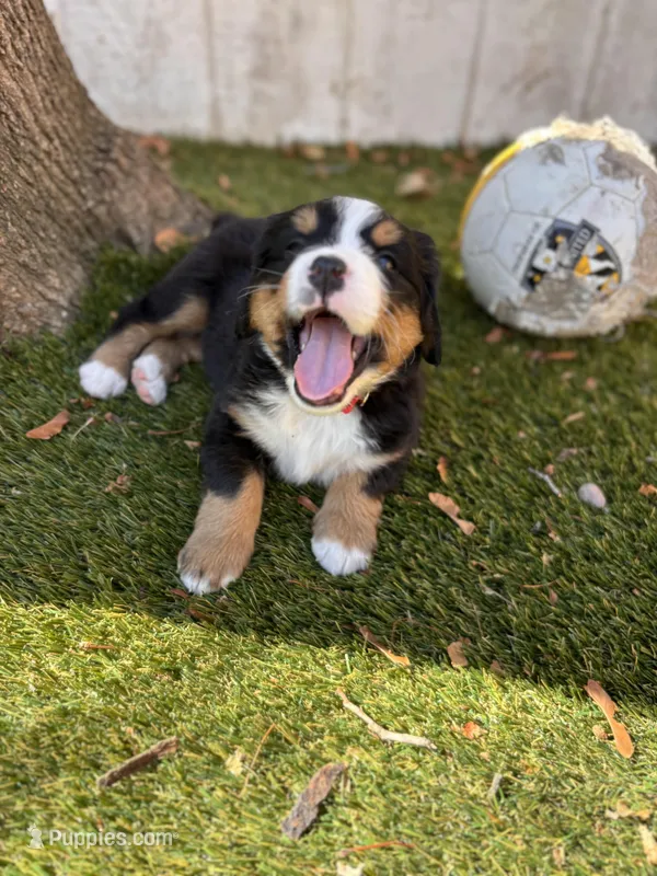 red – Bernese Mountain Dog puppy for sale in Salt Lake City, UT