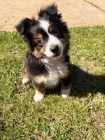 Gus, a male Toy Australian Shepherd for sale in Griffin, GA – Photo 2 of 6