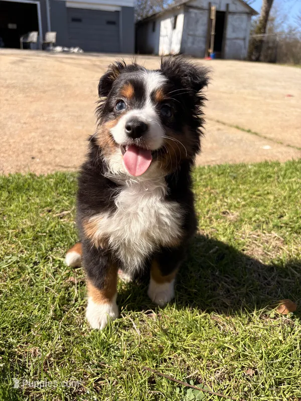 Gus – Toy Australian Shepherd puppy for sale in Griffin, GA