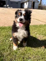 Gus, a male Toy Australian Shepherd for sale in Griffin, GA – Photo 1 of 6