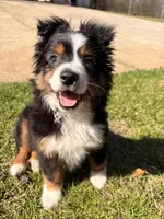 Gus, a male Toy Australian Shepherd for sale in Griffin, GA – Photo 6 of 6