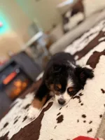 Gus, a male Toy Australian Shepherd for sale in Griffin, GA – Photo 5 of 6