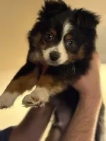 Gus, a male Toy Australian Shepherd for sale in Griffin, GA – Photo 3 of 6