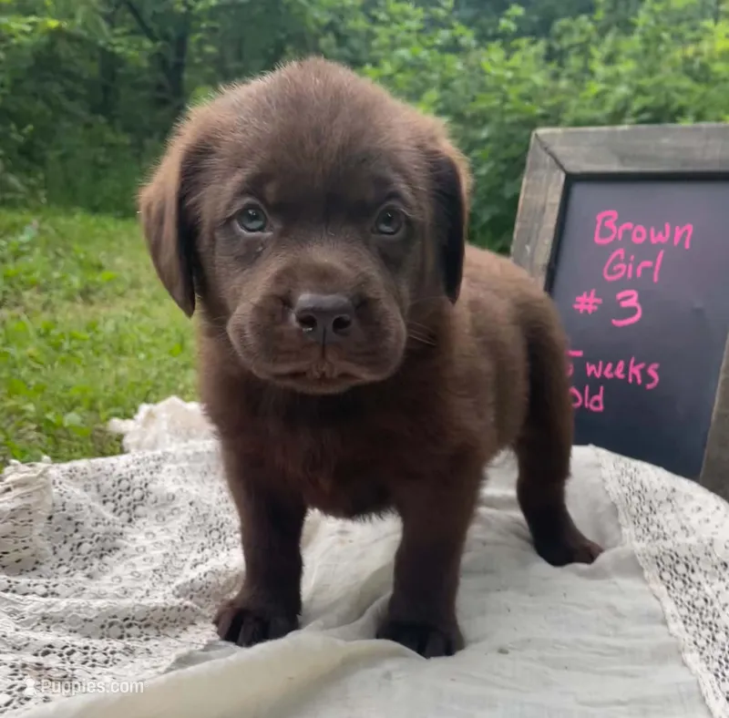 Caramel  – Labrador Retriever puppy for sale in Davisville, MO