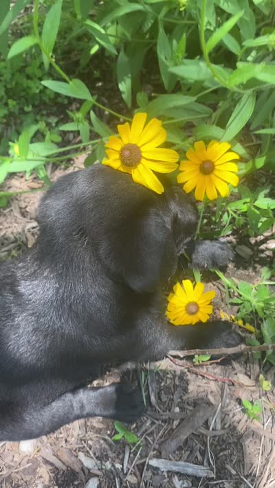 AKA-Registered Rufus, a male Labrador Retriever for sale in Davisville, MO – 4 of 4