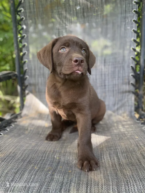 AKC- registered Caramel  – Labrador Retriever puppy for sale in Davisville, MO