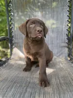 AKC- registered Caramel , a female Labrador Retriever for sale in Davisville, MO – 5 of 10