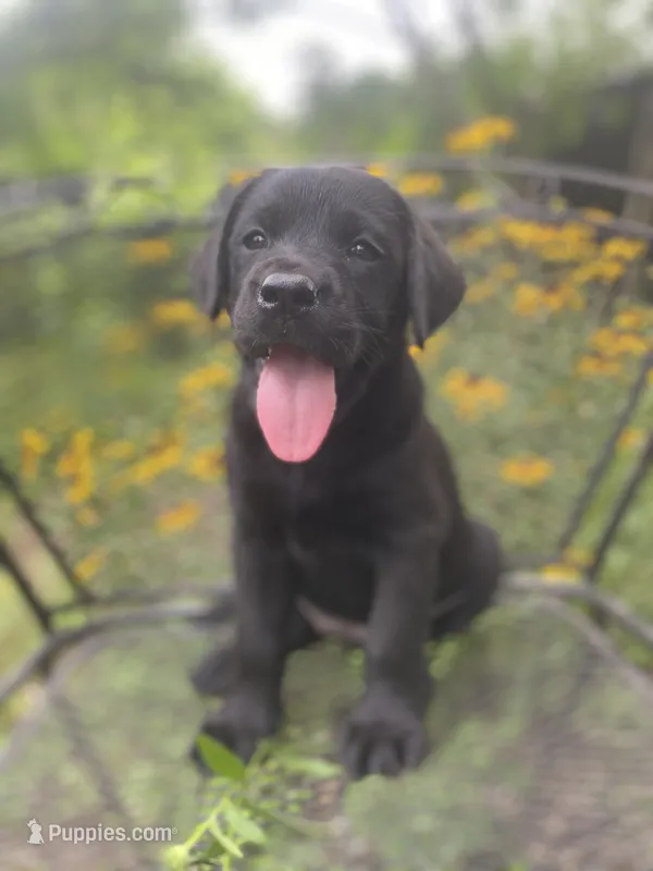 AKC-Registered Glory  – Labrador Retriever puppy for sale in Davisville, MO