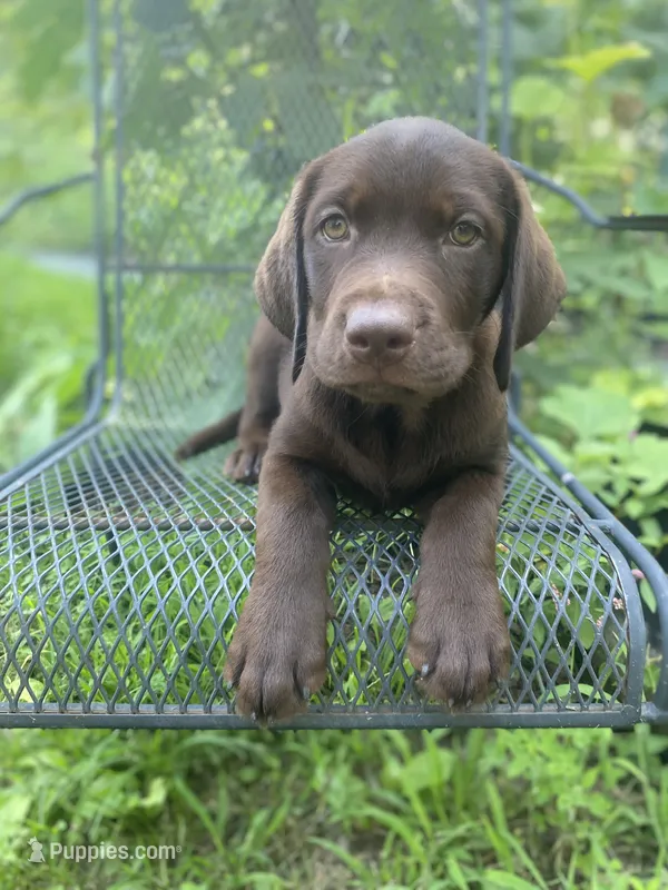 AKC-Registered Sally  – Labrador Retriever puppy for sale in Davisville, MO