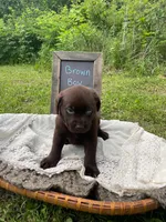 AKC-Registered Coco, a male Labrador Retriever for sale in Davisville, MO – 3 of 4