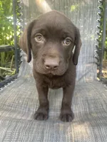 AKC-Registered Beauty , a female Labrador Retriever for sale in Davisville, MO – 6 of 10