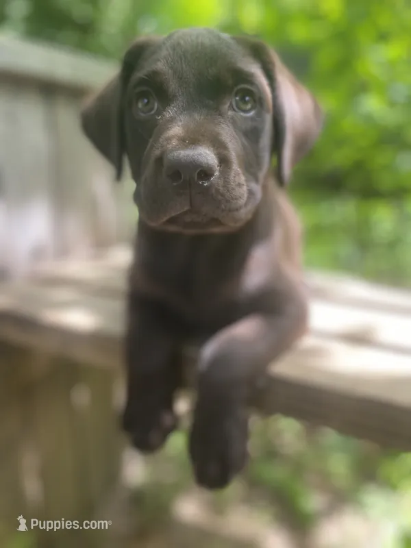AKC-Registered Beauty  – Labrador Retriever puppy for sale in Davisville, MO