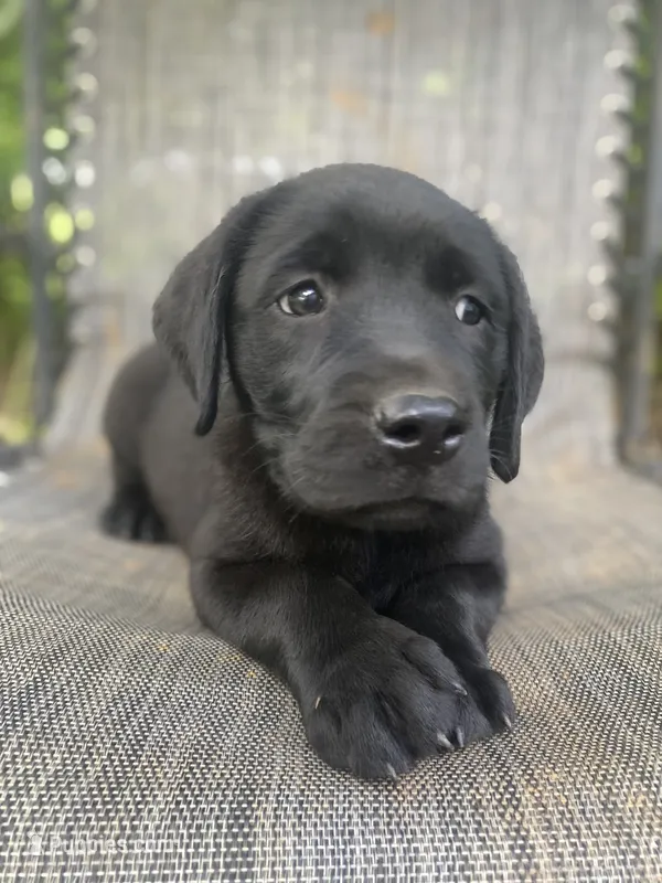 AKA-Registered Rufus – Labrador Retriever puppy for sale in Davisville, MO