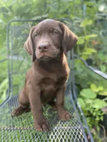 AKC- registered Caramel , a female Labrador Retriever for sale in Davisville, MO – 3 of 10