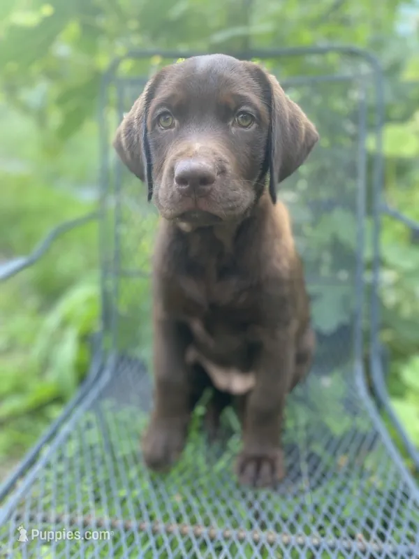 AKC-Registered Sally  – Labrador Retriever puppy for sale in Davisville, MO