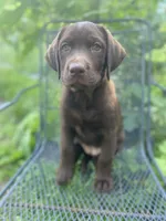 AKC-Registered Sally , a female Labrador Retriever for sale in Davisville, MO – 1 of 9