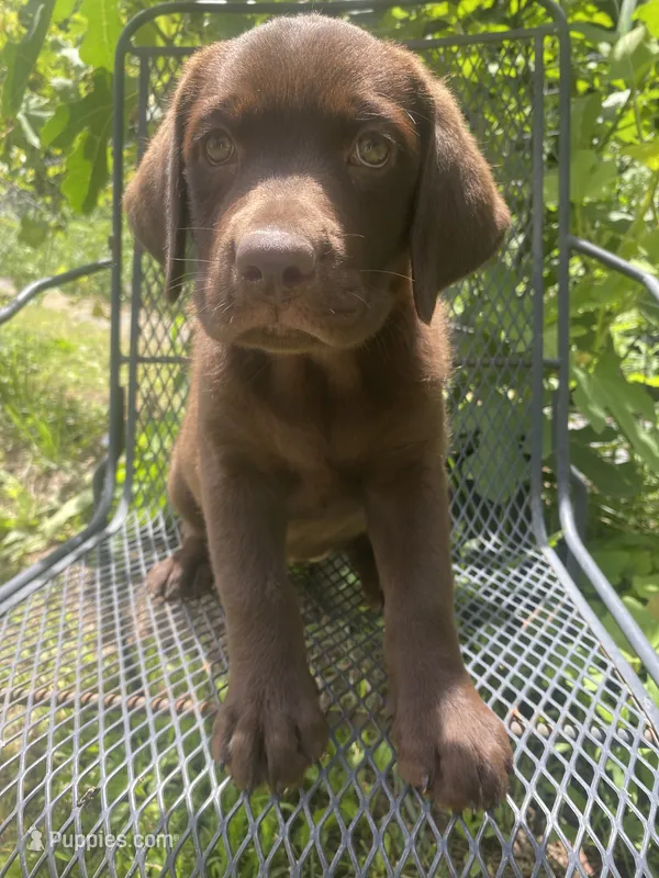 AKC-Registered Sally  – Labrador Retriever puppy for sale in Davisville, MO