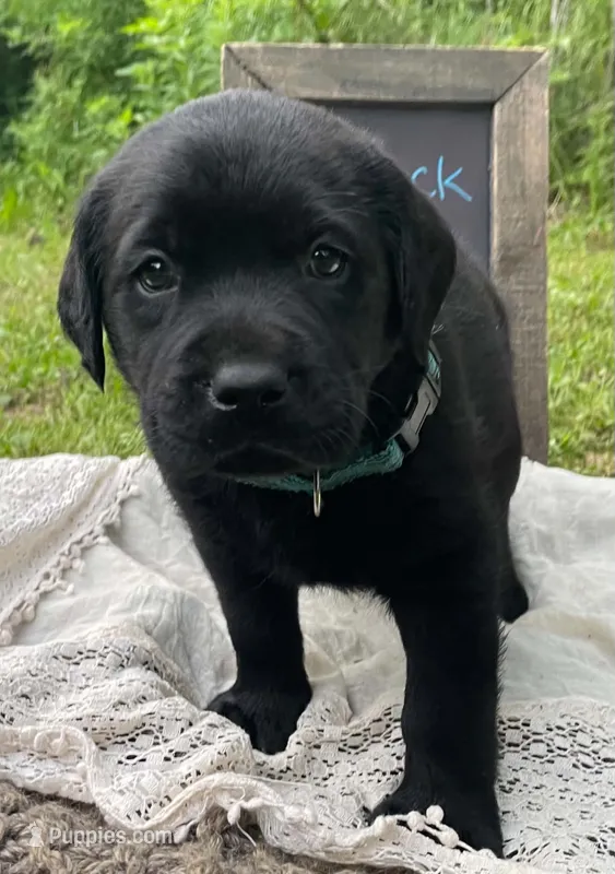 AKC-Registered Camo – Labrador Retriever puppy for sale in Davisville, MO