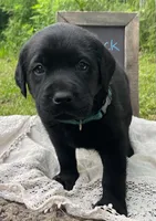 AKC-Registered Camo, a male Labrador Retriever for sale in Davisville, MO – 1 of 4