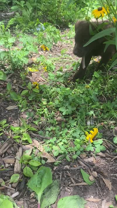 AKC- Registered Blue Girl, a female Labrador Retriever for sale in Davisville, MO – 4 of 4
