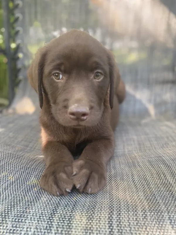 AKC- Registered Rex – Labrador Retriever puppy for sale in Davisville, MO