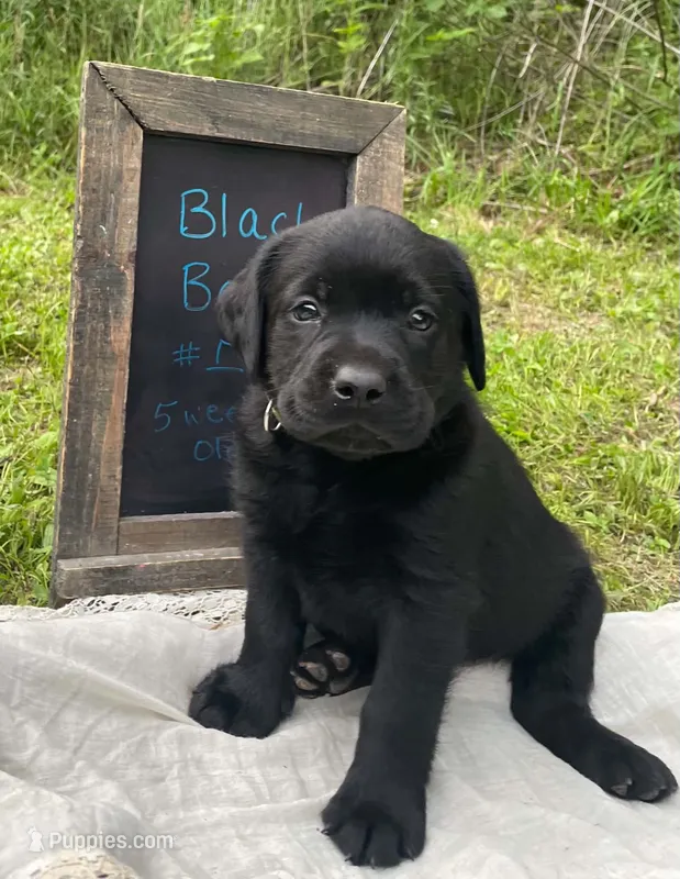 Rufus – Labrador Retriever puppy for sale in Davisville, MO