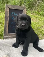 AKA-Registered Rufus, a male Labrador Retriever for sale in Davisville, MO – 1 of 4