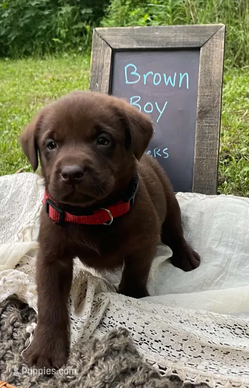 Rex – Labrador Retriever puppy for sale in Davisville, MO