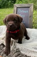 AKC- Registered Rex, a male Labrador Retriever for sale in Davisville, MO – 1 of 4