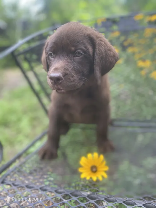 AKC- registered Caramel  – Labrador Retriever puppy for sale in Davisville, MO