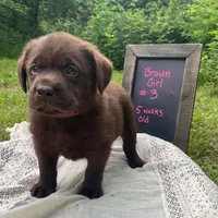 AKC- registered Caramel , a female Labrador Retriever for sale in Davisville, MO – 3 of 4