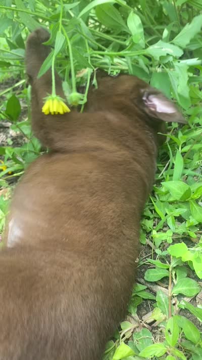 AKC- Registered Rex, a male Labrador Retriever for sale in Davisville, MO – 4 of 4