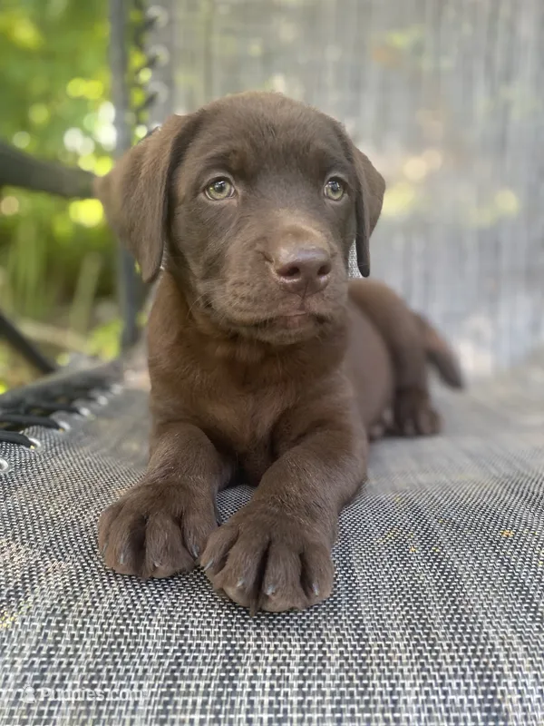 AKC- Registered Blue Girl – Labrador Retriever puppy for sale in Davisville, MO