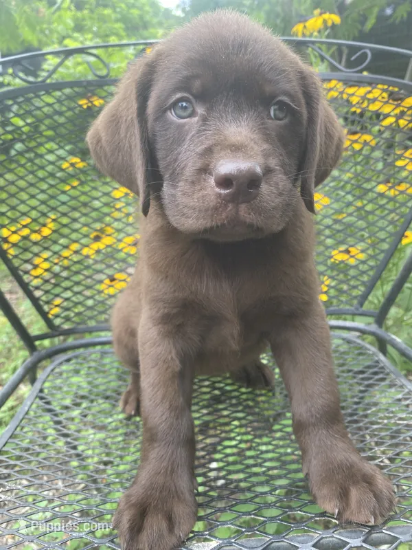 AKC- Registered Rex – Labrador Retriever puppy for sale in Davisville, MO