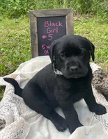 AKC-Registered Glory , a female Labrador Retriever for sale in Davisville, MO – 3 of 4