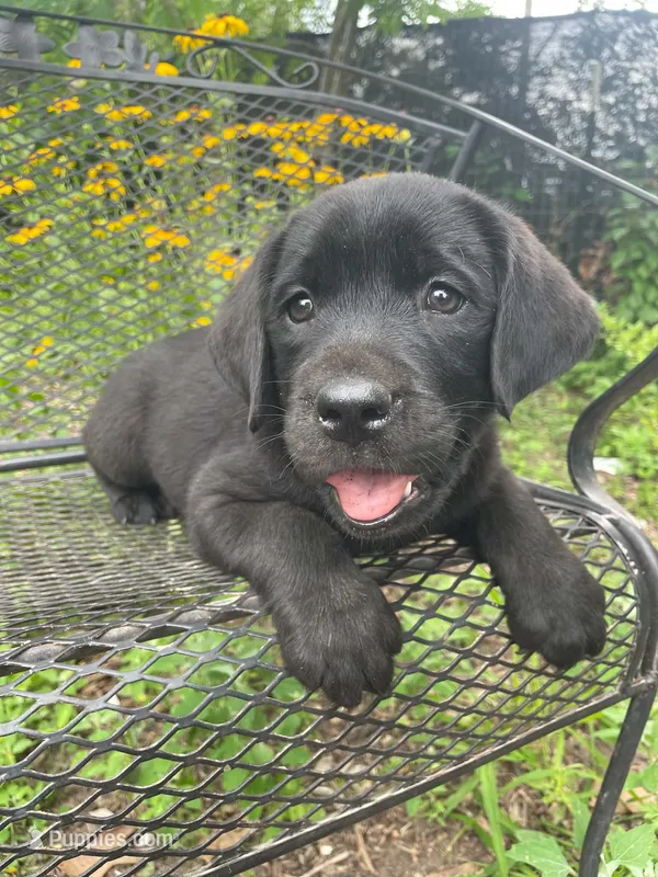 AKA-Registered Rufus – Labrador Retriever puppy for sale in Davisville, MO