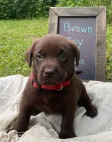 AKC- Registered Rex, a male Labrador Retriever for sale in Davisville, MO – 3 of 4