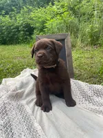 AKC- Registered Blue Girl, a female Labrador Retriever for sale in Davisville, MO – 2 of 4