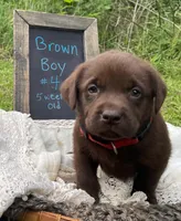 AKC- Registered Rex, a male Labrador Retriever for sale in Davisville, MO – 2 of 4