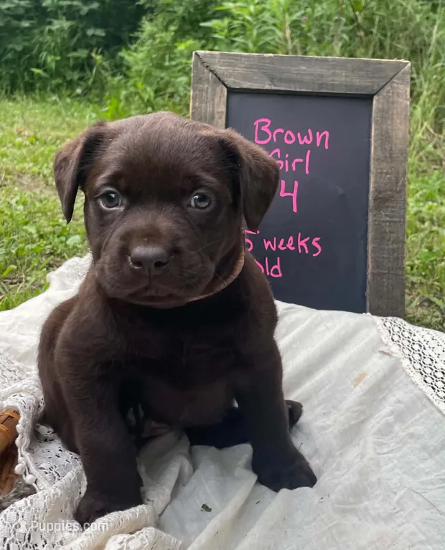 Beauty  – Labrador Retriever puppy for sale in Davisville, MO
