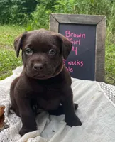 AKC-Registered Beauty , a female Labrador Retriever for sale in Davisville, MO – 1 of 4