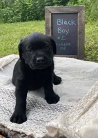 AKA-Registered Rufus, a male Labrador Retriever for sale in Davisville, MO – 2 of 4