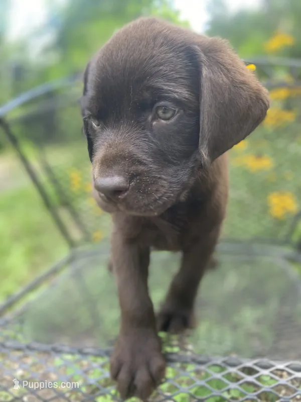 AKC-Registered Coco – Labrador Retriever puppy for sale in Davisville, MO
